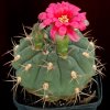 Gymnocalycium_juliensis